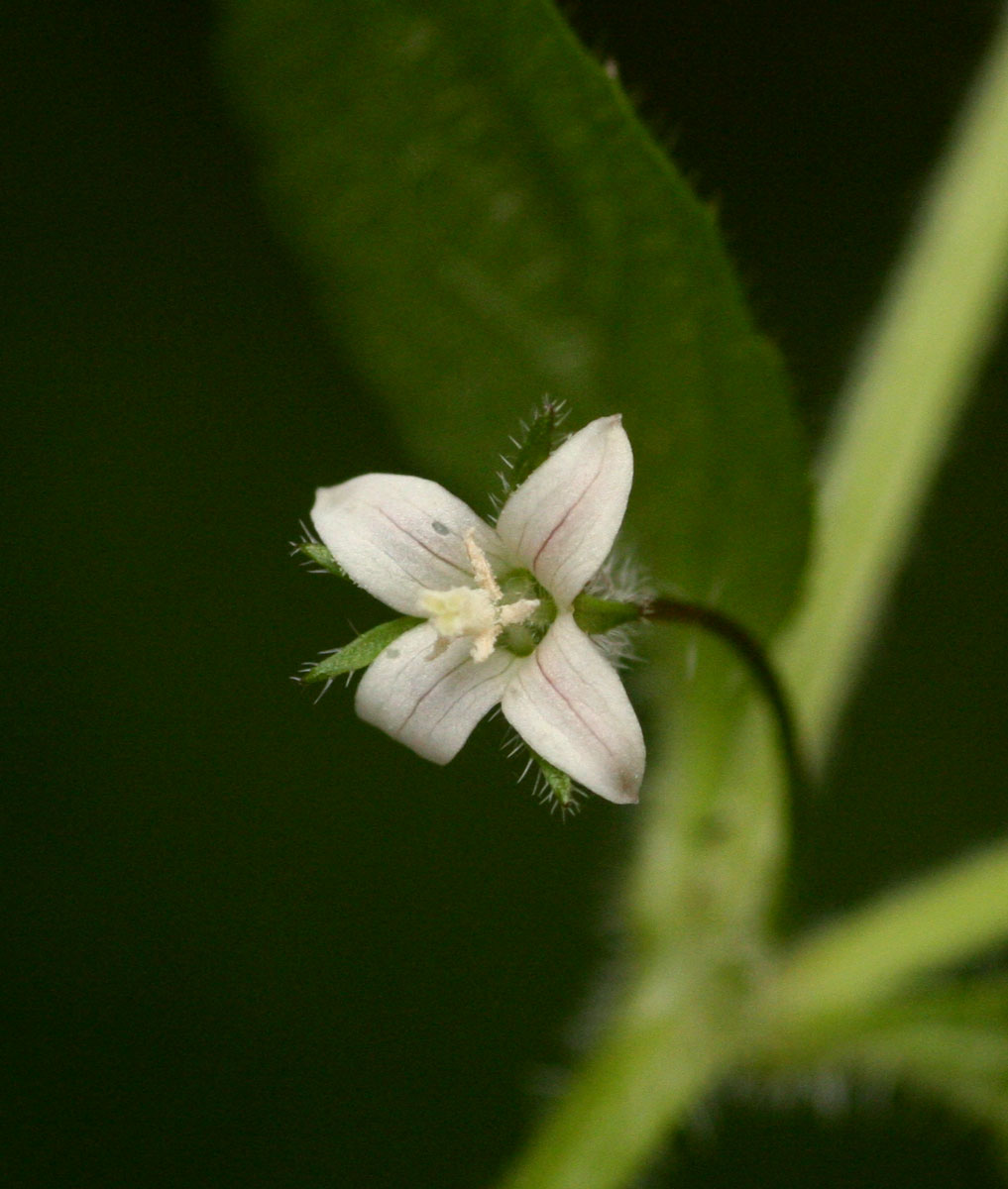 Wahlenbergia madagascariensis