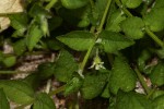Wahlenbergia madagascariensis