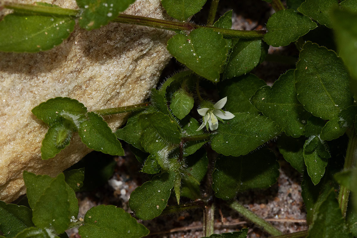 Wahlenbergia madagascariensis