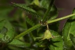 Wahlenbergia madagascariensis