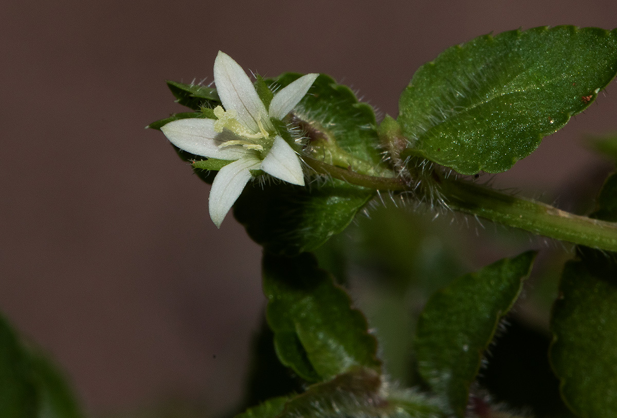 Wahlenbergia madagascariensis