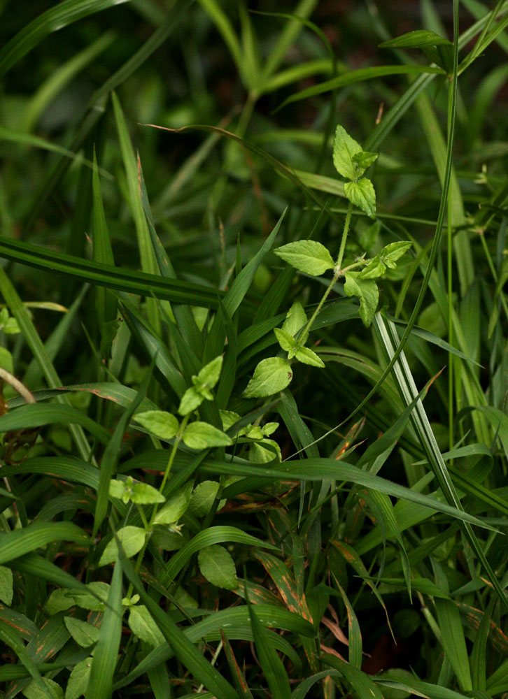 Wahlenbergia madagascariensis