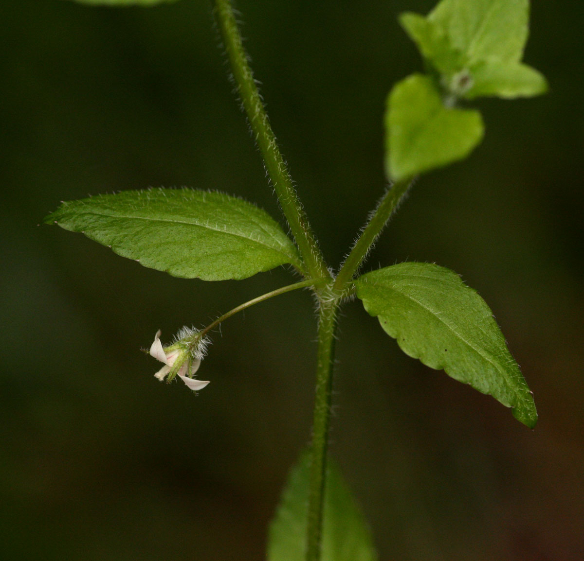 Wahlenbergia madagascariensis