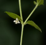 Wahlenbergia madagascariensis