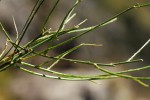 Wahlenbergia subaphylla subsp. scoparia