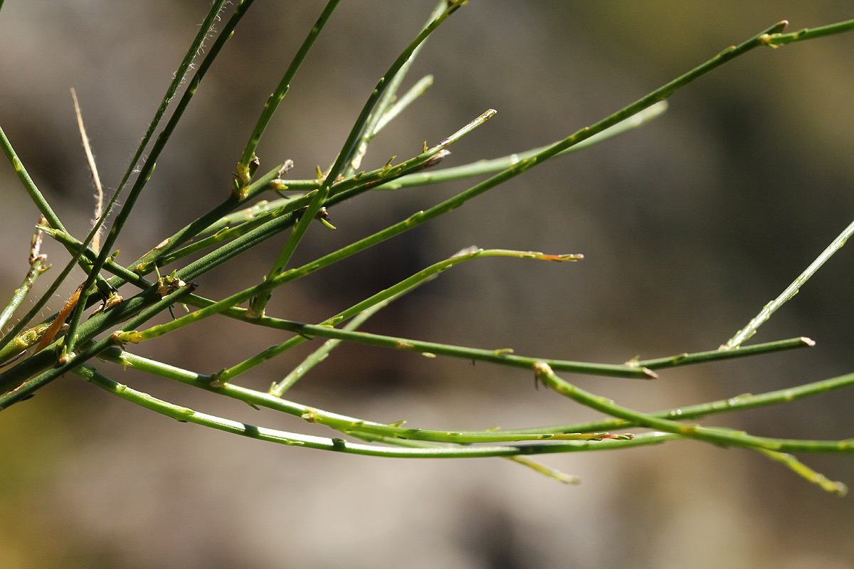 Wahlenbergia subaphylla subsp. scoparia