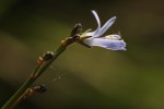 Wahlenbergia subaphylla subsp. scoparia