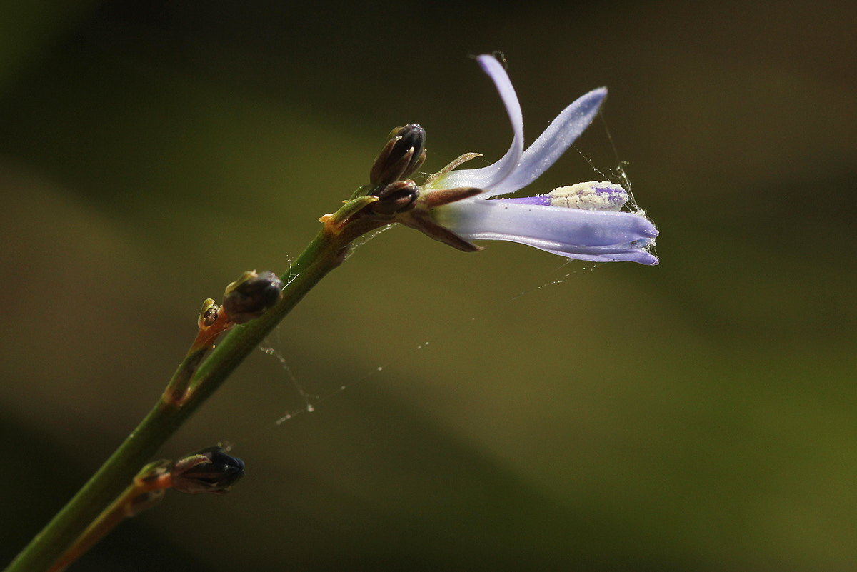 Wahlenbergia subaphylla subsp. scoparia
