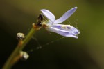 Wahlenbergia subaphylla subsp. scoparia