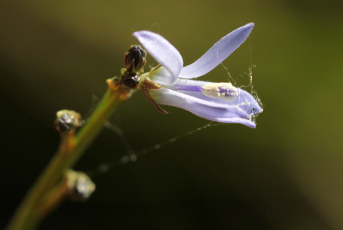 Wahlenbergia subaphylla subsp. scoparia