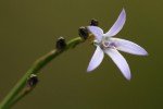 Wahlenbergia subaphylla subsp. scoparia
