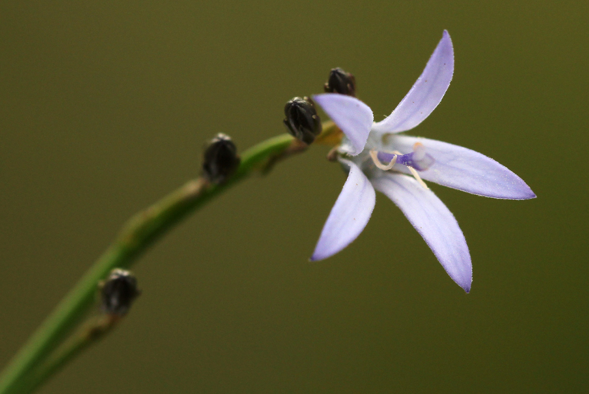 Wahlenbergia subaphylla subsp. scoparia