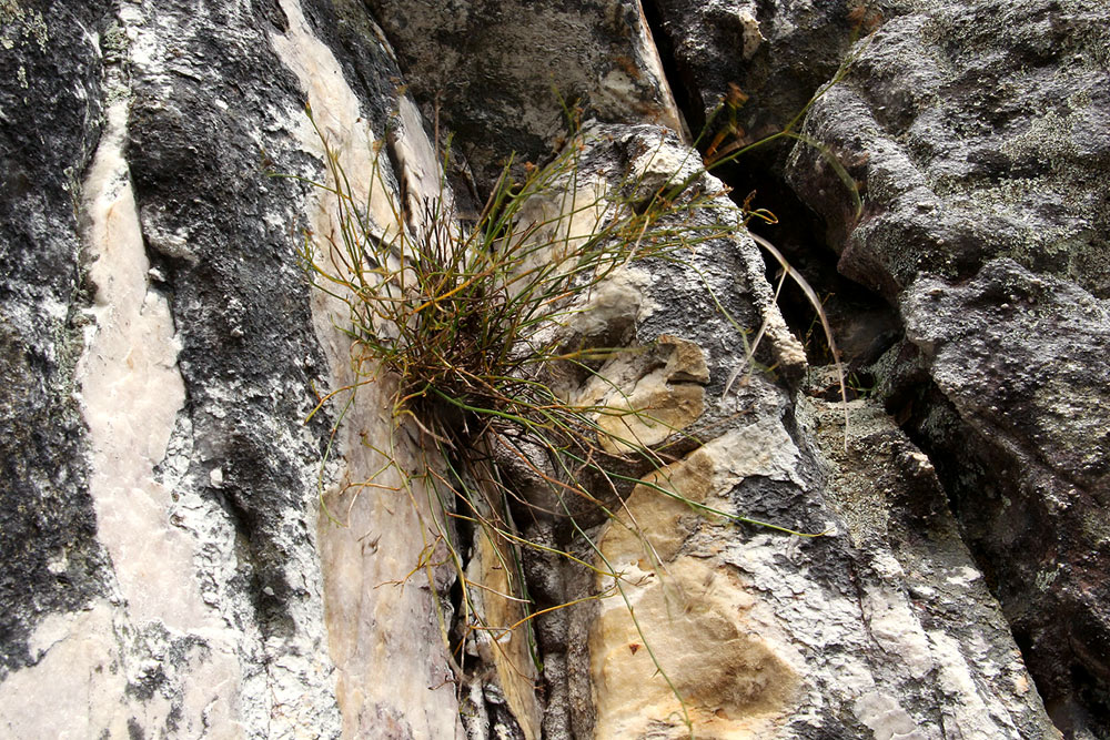 Wahlenbergia subaphylla subsp. scoparia