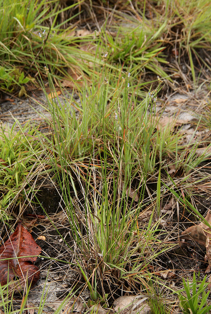 Wahlenbergia subaphylla subsp. scoparia