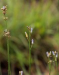 Wahlenbergia subaphylla subsp. scoparia
