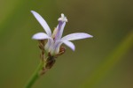 Wahlenbergia subaphylla subsp. scoparia