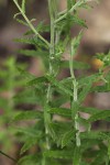 Wahlenbergia undulata