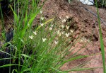 Wahlenbergia virgata