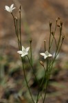 Wahlenbergia virgata