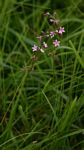 Cyphia alba
