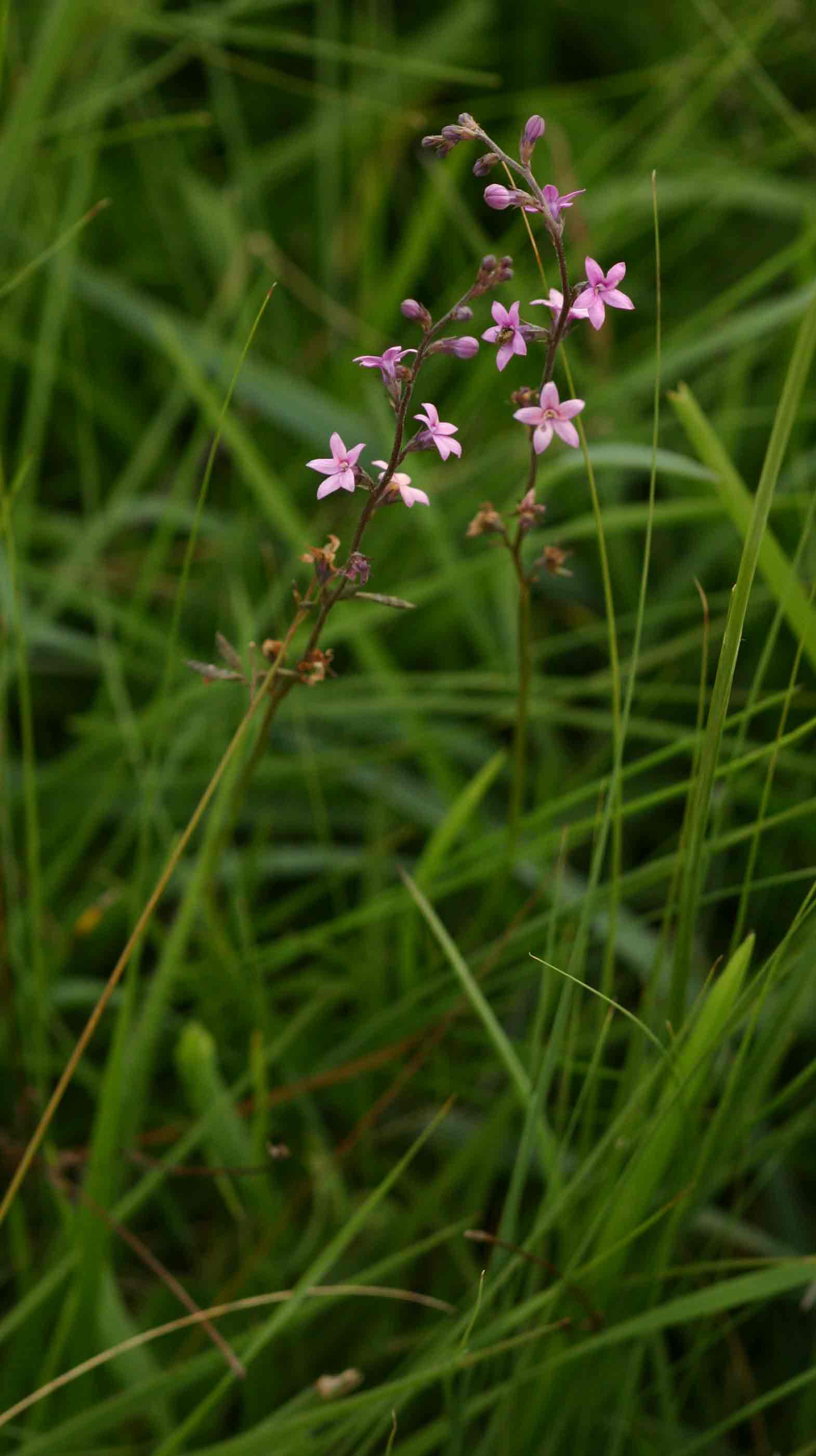 Cyphia alba