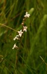 Cyphia alba