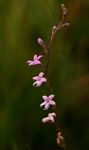 Cyphia alba