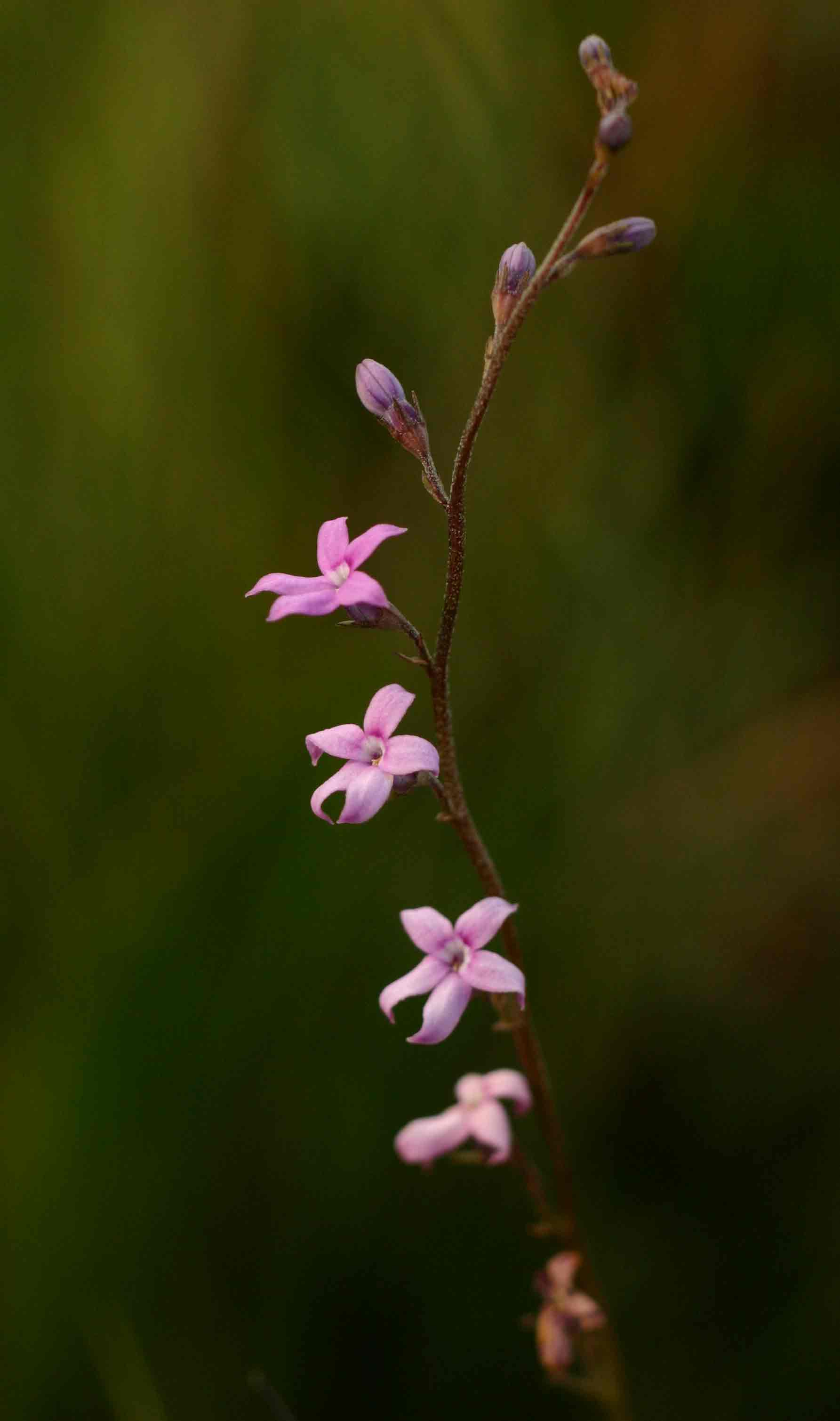 Cyphia alba