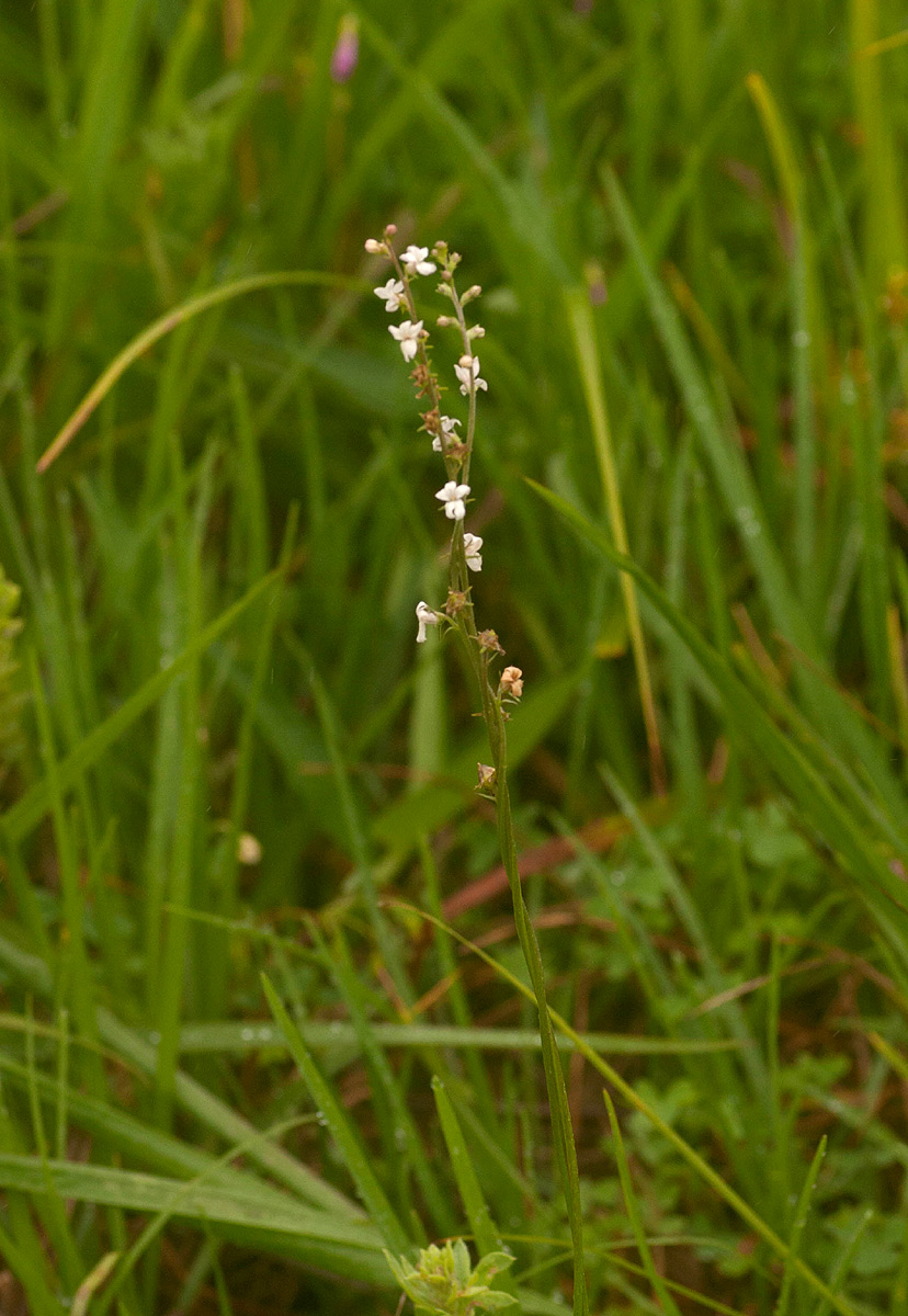 Cyphia alba