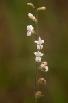 Cyphia alba