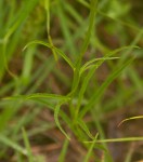 Cyphia alba