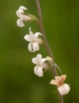Cyphia alba