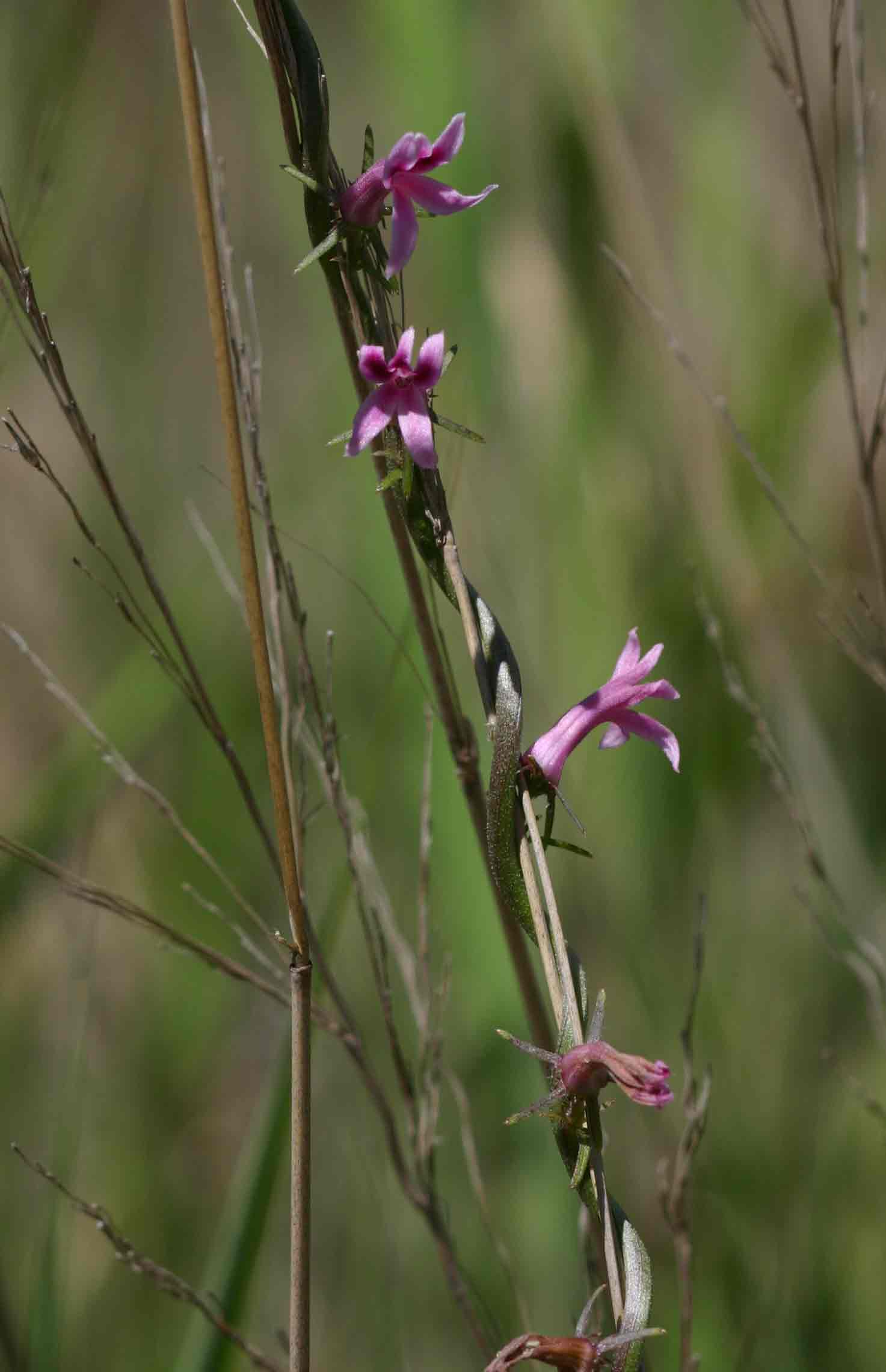 Cyphia mazoensis
