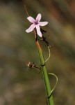 Cyphia mazoensis