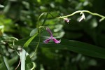Cyphia mazoensis