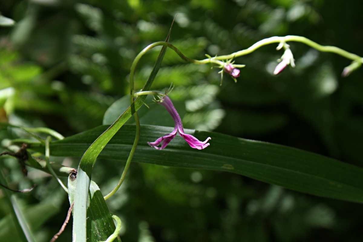 Cyphia mazoensis