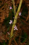 Cyphia mazoensis
