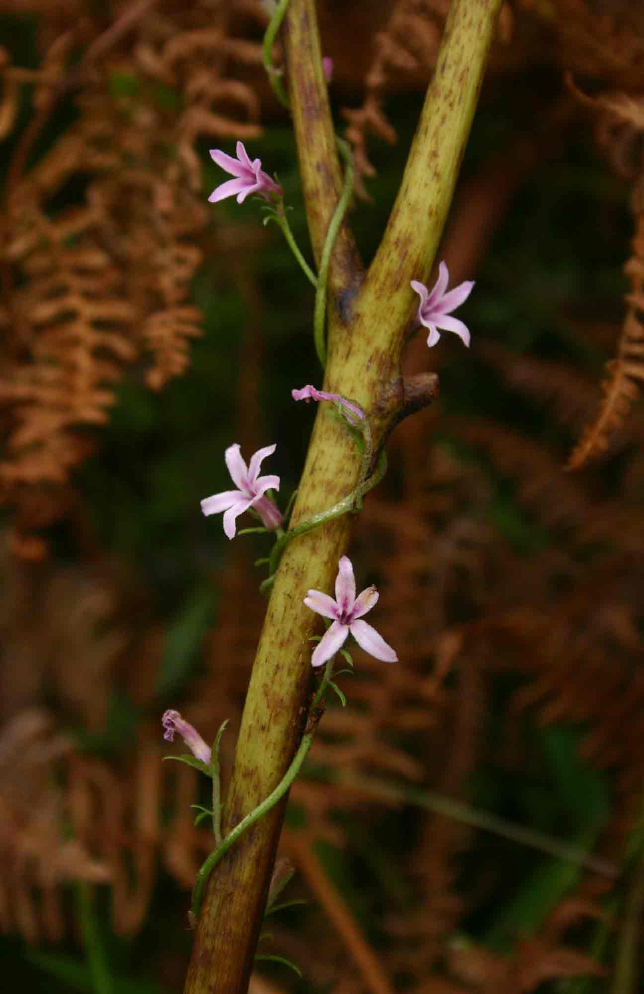 Cyphia mazoensis