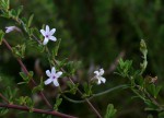 Cyphia mazoensis