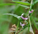 Cyphia mazoensis