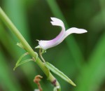 Cyphia mazoensis