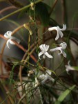 Cyphia mazoensis