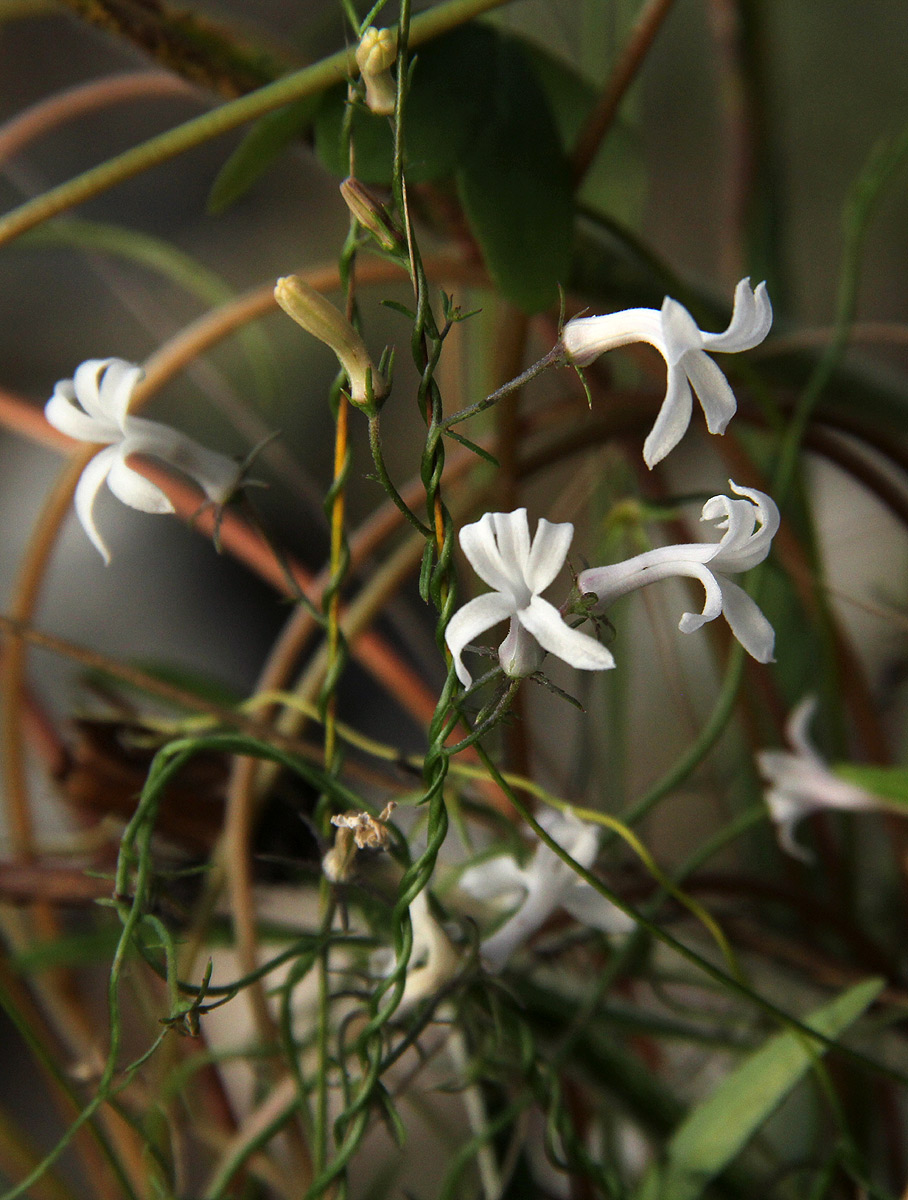 Cyphia mazoensis