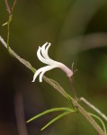 Cyphia mazoensis