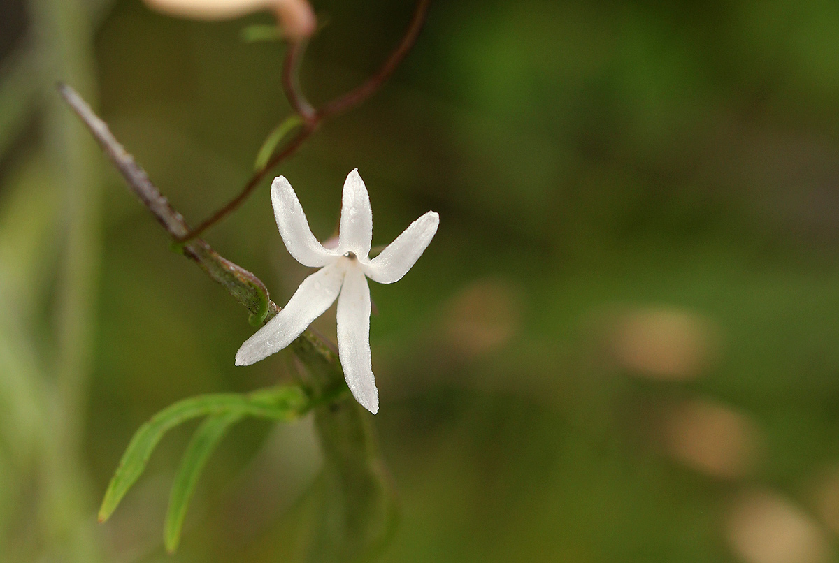 Cyphia mazoensis