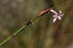 Cyphia mazoensis