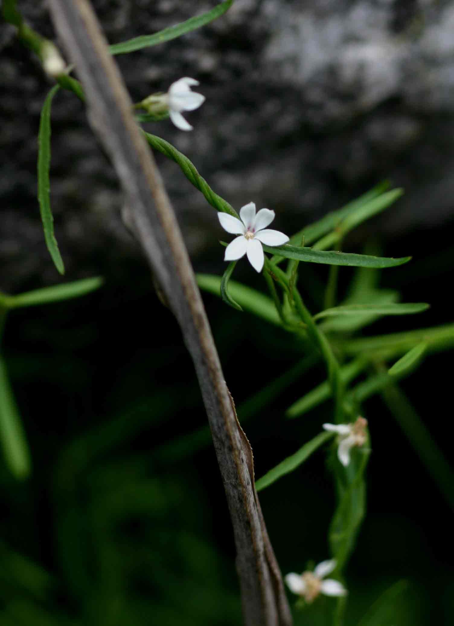 Cyphia reducta