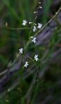 Cyphia reducta