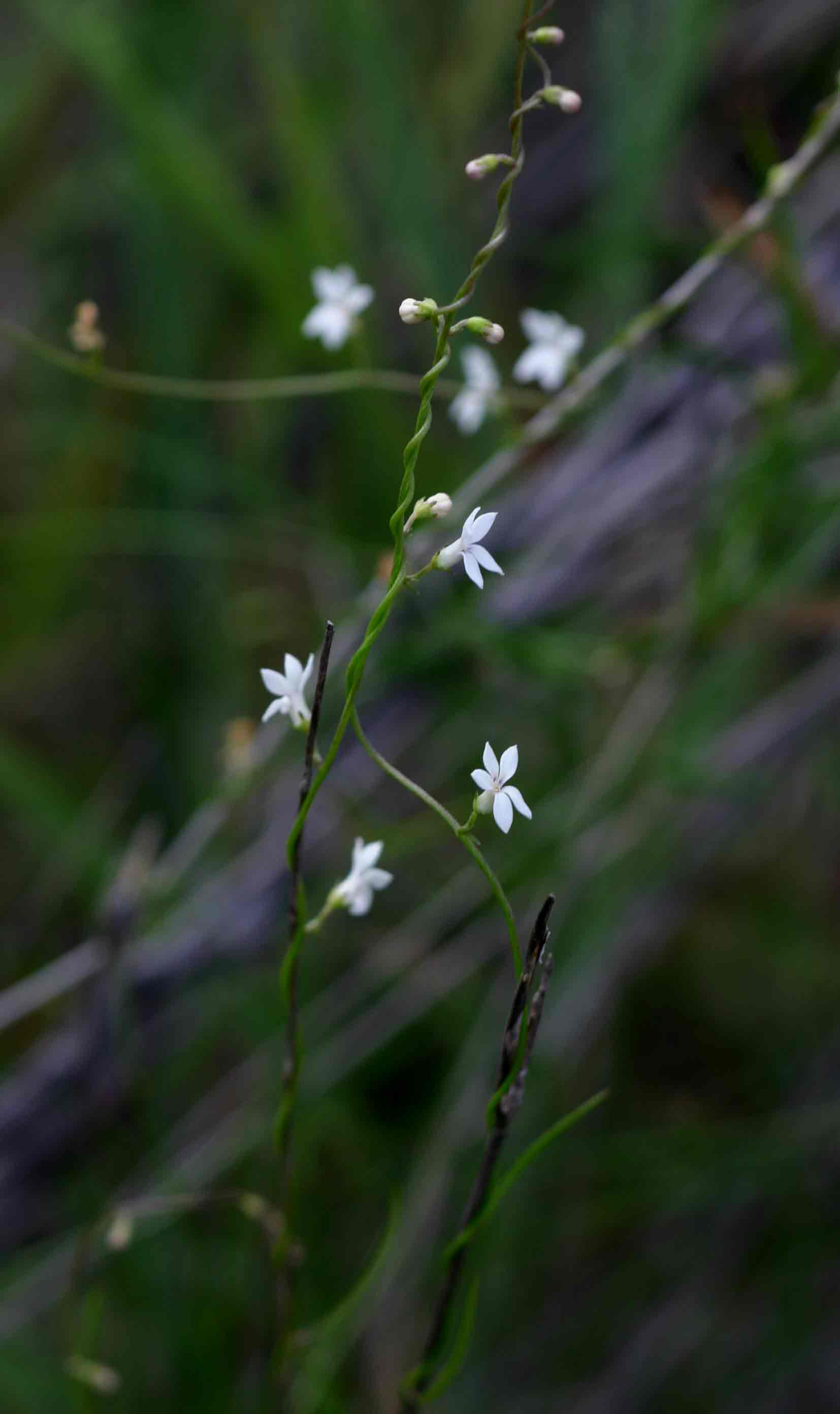 Cyphia reducta
