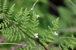 Cyphia reducta